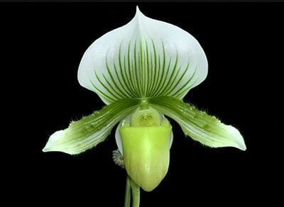 Paph.Hsinying Citron 'Account' SM TOGA(Clone)