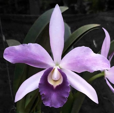 Cattleya Mishima Elf (MC)