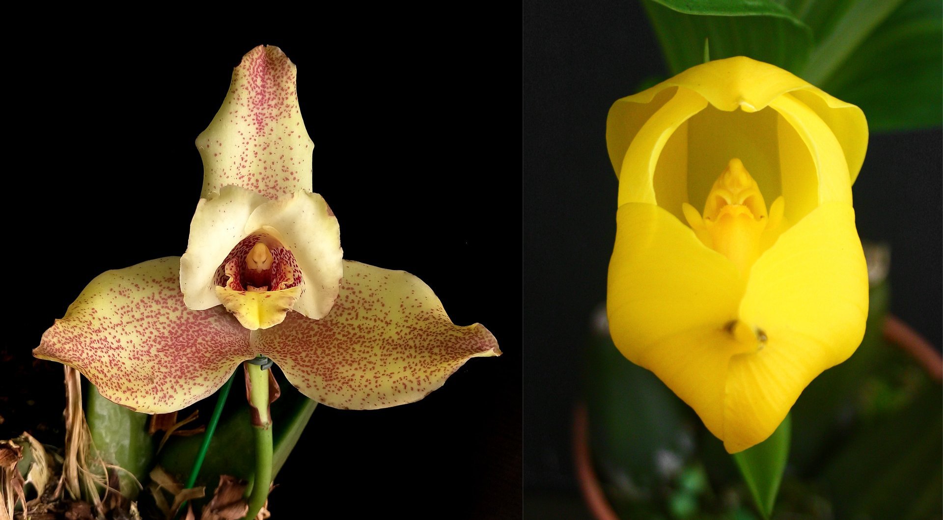 Lyc. Yi-Ying Sakura 'No 150' x Anguloa clowesii 3