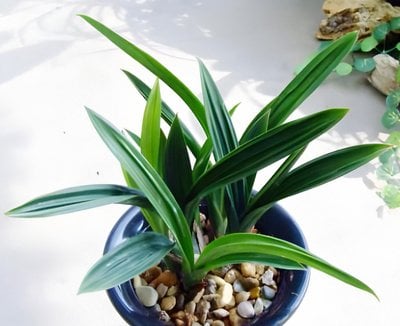 Cymbidium sinense'Da Mo' (10 plants in)