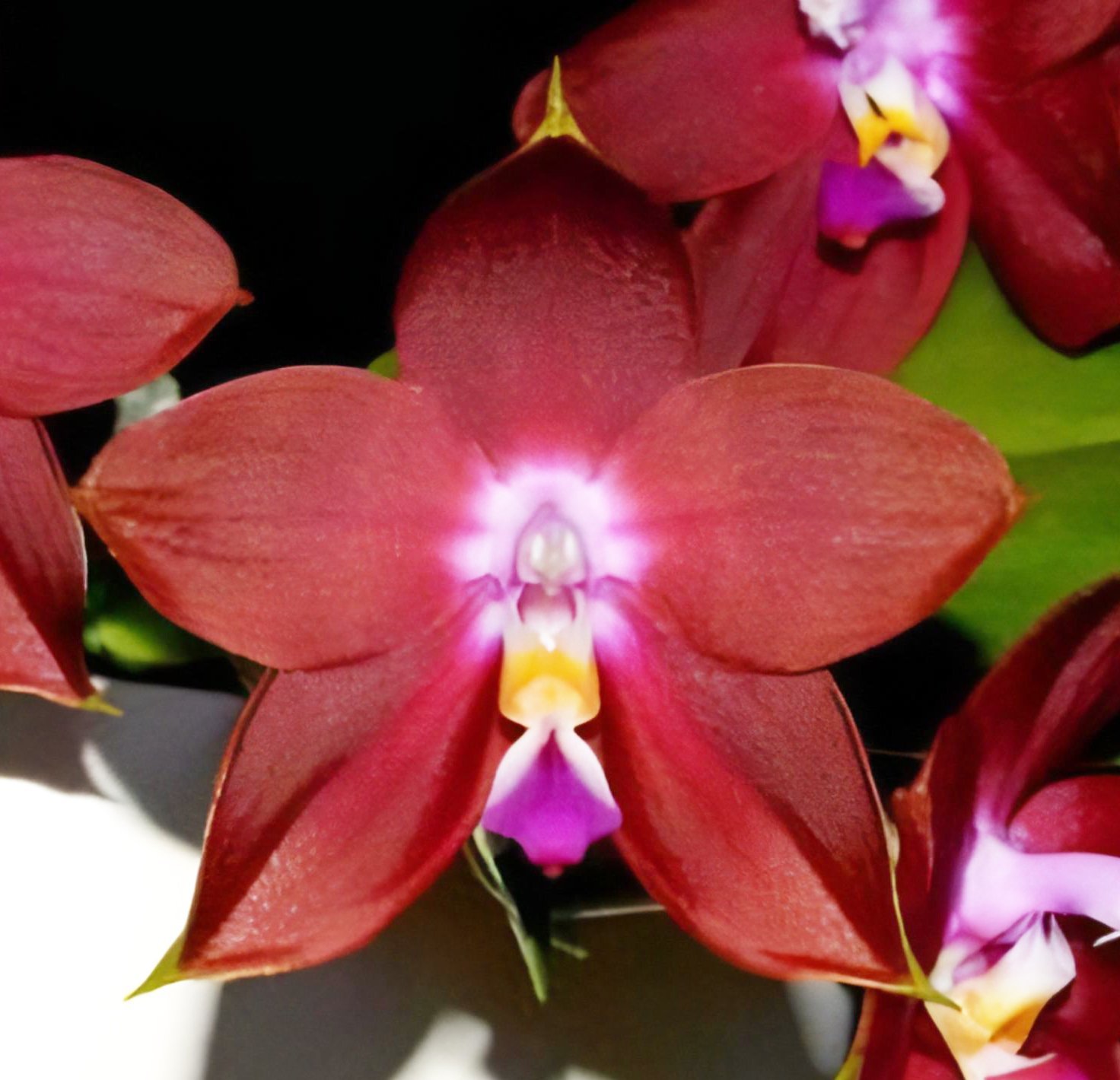 Phal.(((Coral Isles X javanica) X bellina )X Ld's Bear Queen) X Phal.pulchra
