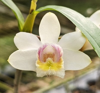 Dendrobium chittimae x sib