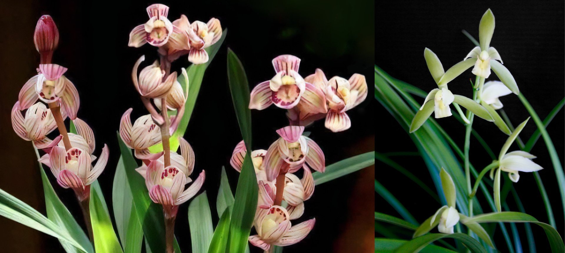 Cymbidium ensifolium"Jin He" x  Cymbidium ensifolium"铁骨素心" 3