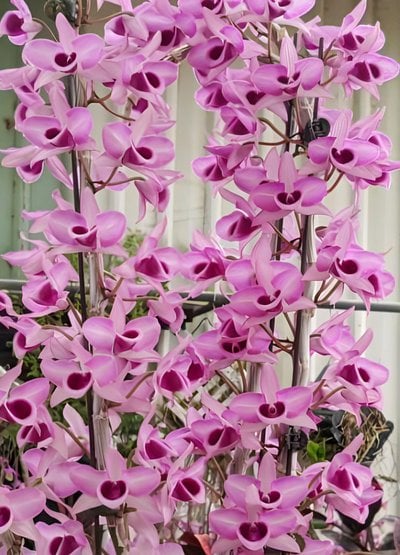 Den.Nestor(anosmum × parishii)