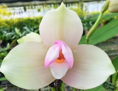 Lyc.Kiama'No 11' X (Lyc.Gayser Gold x Lyc.Shonan Harmony)