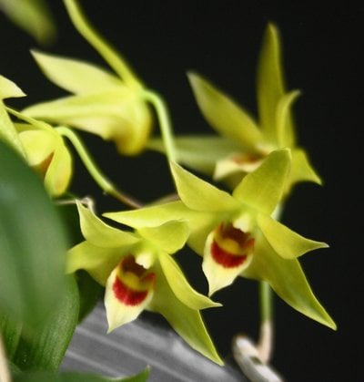 Dendrobium catenatum