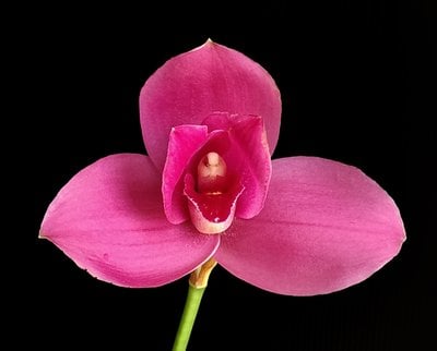 Lyc. Yi-Ying Sakura X  Lyc.Kiama'No 13'