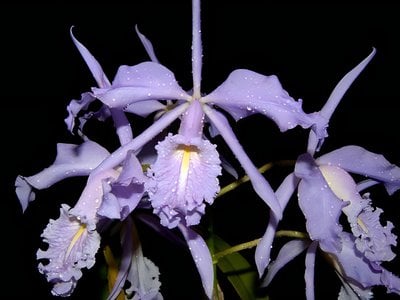 C. maxima fma. coerulea 'Dai' x C. maxima tipo 'Lila Elsa'
