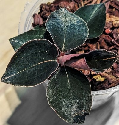 Anoectochilus sp. Red vein 'The Wizard of Oz'