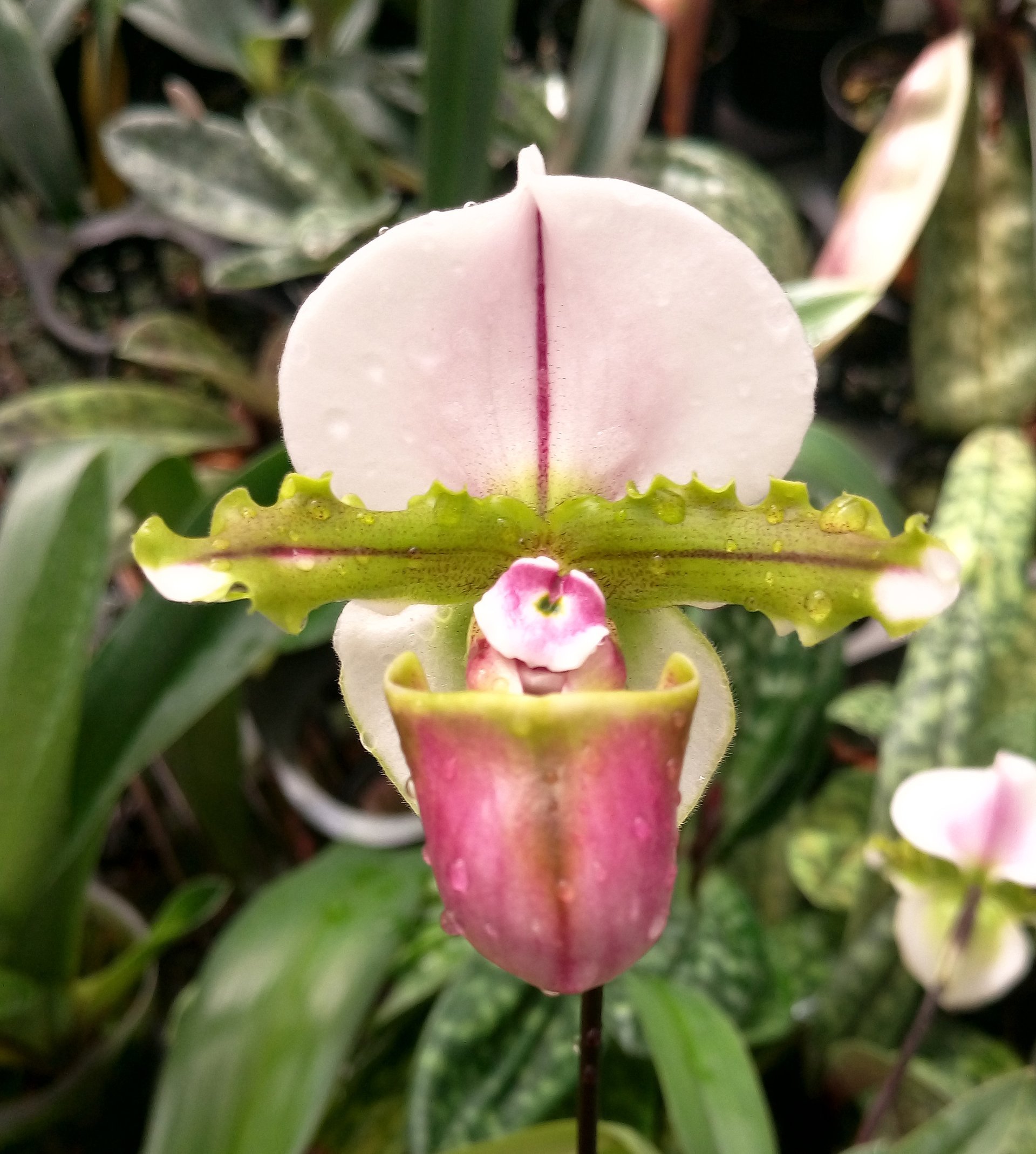 Paph.spicerianum"Red Pouch" x Paph.godefroyae.var.alba