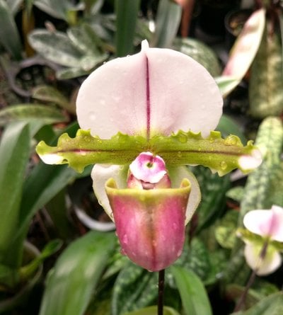 Paph.spicerianum"Red Pouch" x Paph.godefroyae.var.alba