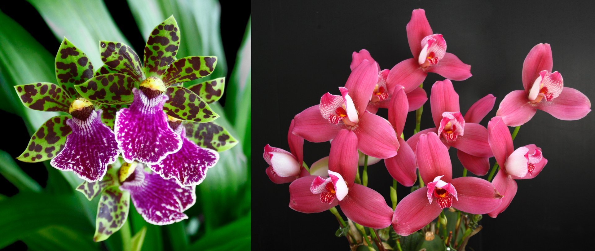 Zygopetalum intermedium x Lyc.Yi-Ying Sakura 'No 127' 3
