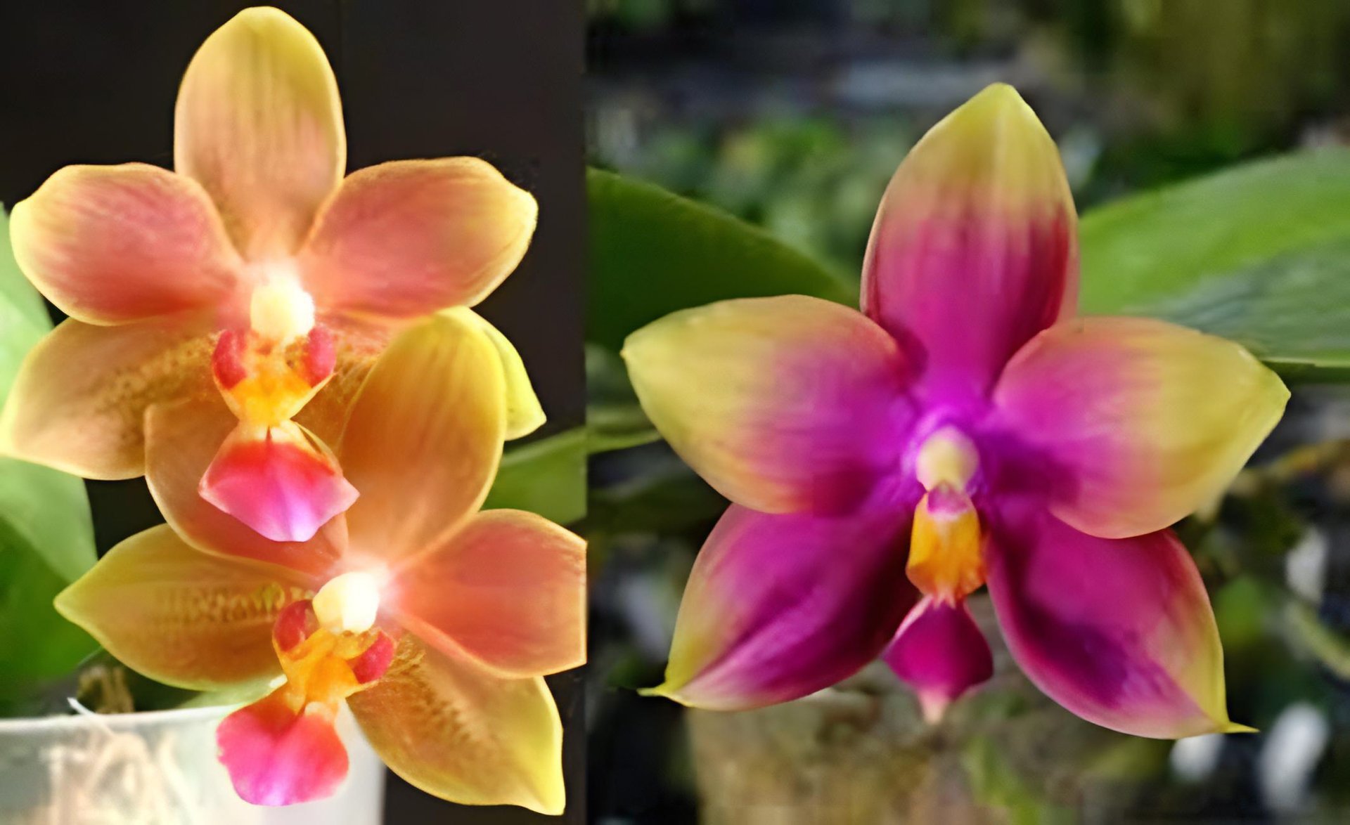 Phal. Tzu Chiang Balm 'C #1' x Phal. Zheng Min Neon