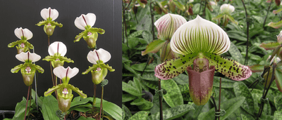 Paph.spicerianum x Yi-Ying Morning Sun'NA'
