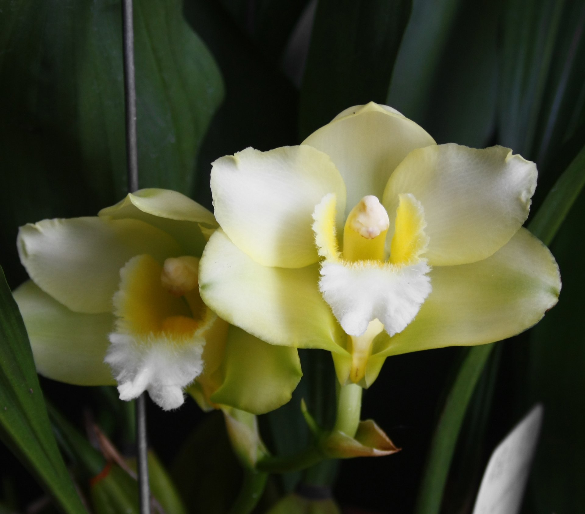 Bifrenaria harrisoniae var. alba