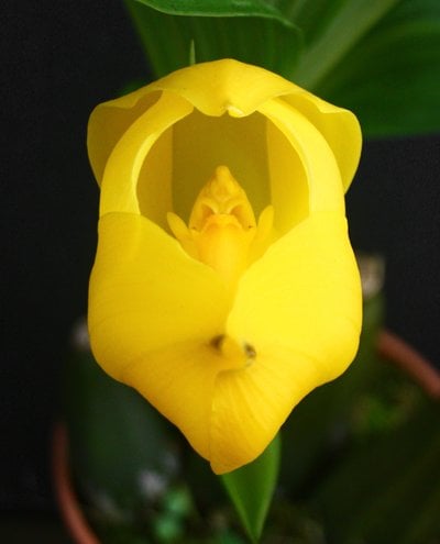 Anguloa clowesii X Bifrenaria harrisoniae var. alba