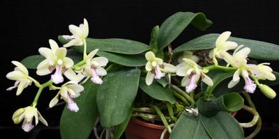 Sedirea japonica