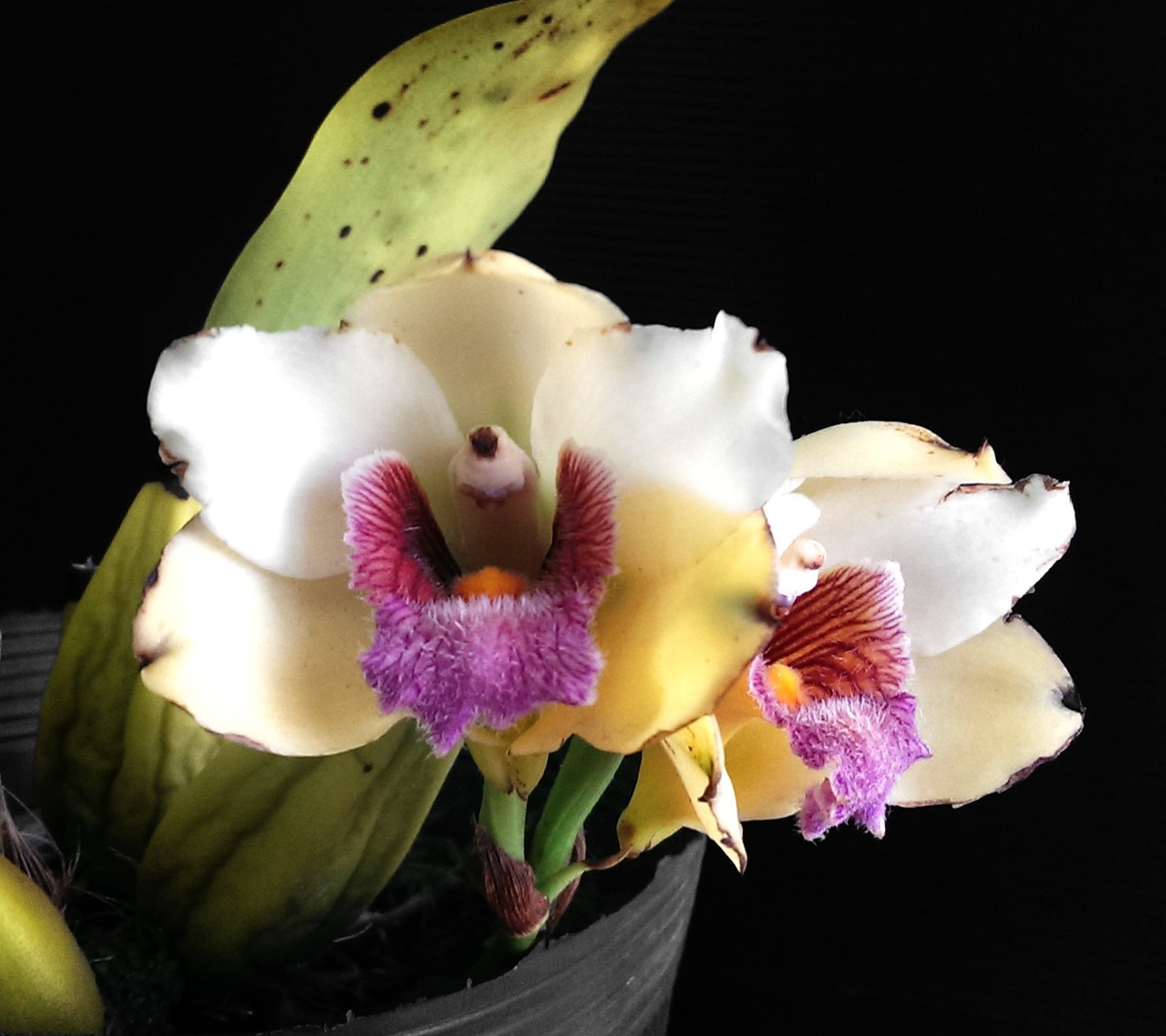 Bifrenaria harrisoniae