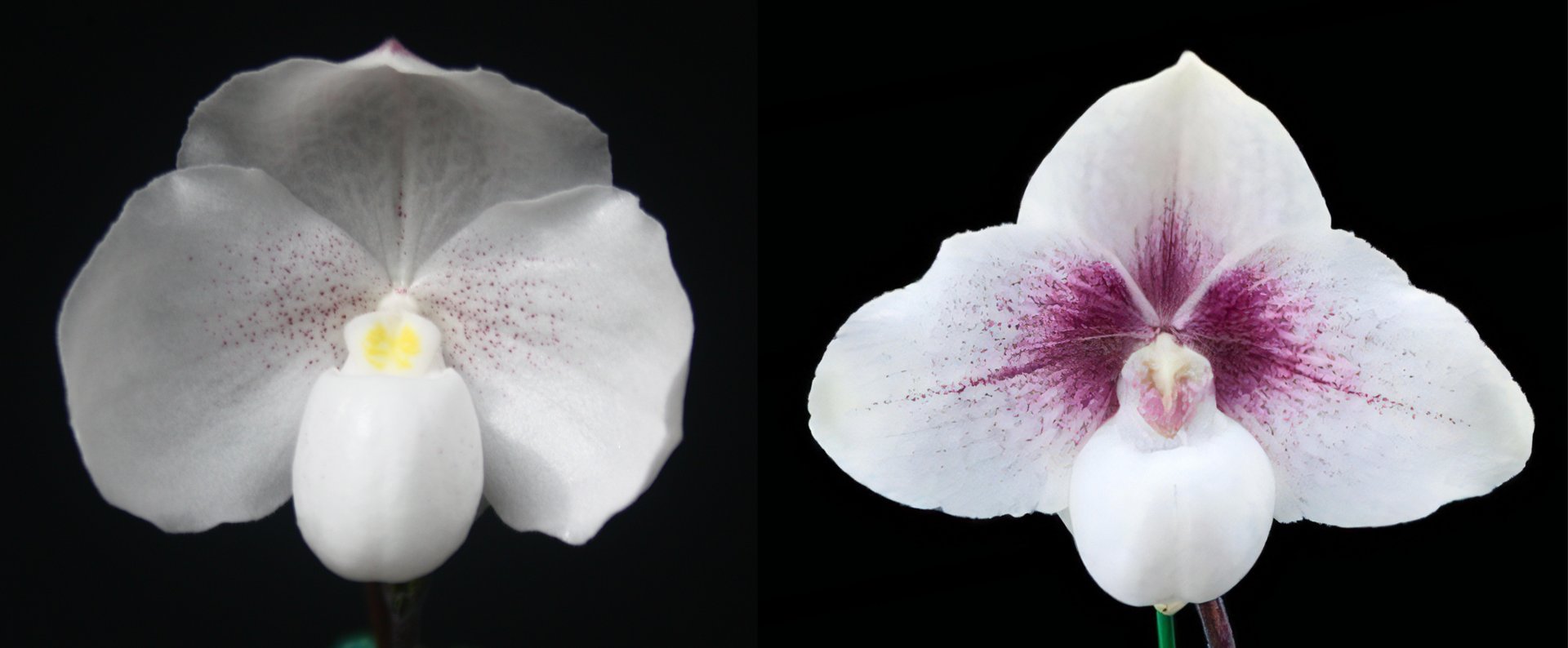 Paph.Deception x Paph. Chou-Yi Yuki 3