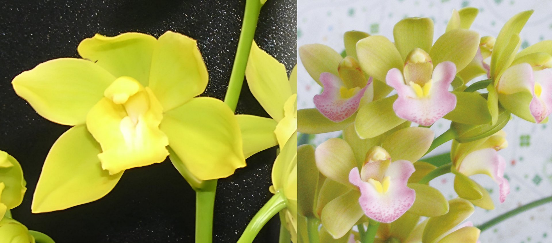 Cym.Yi-Ying Golden Dragon X  Cym.Sweet Heart 'Fragrant orchids' 3