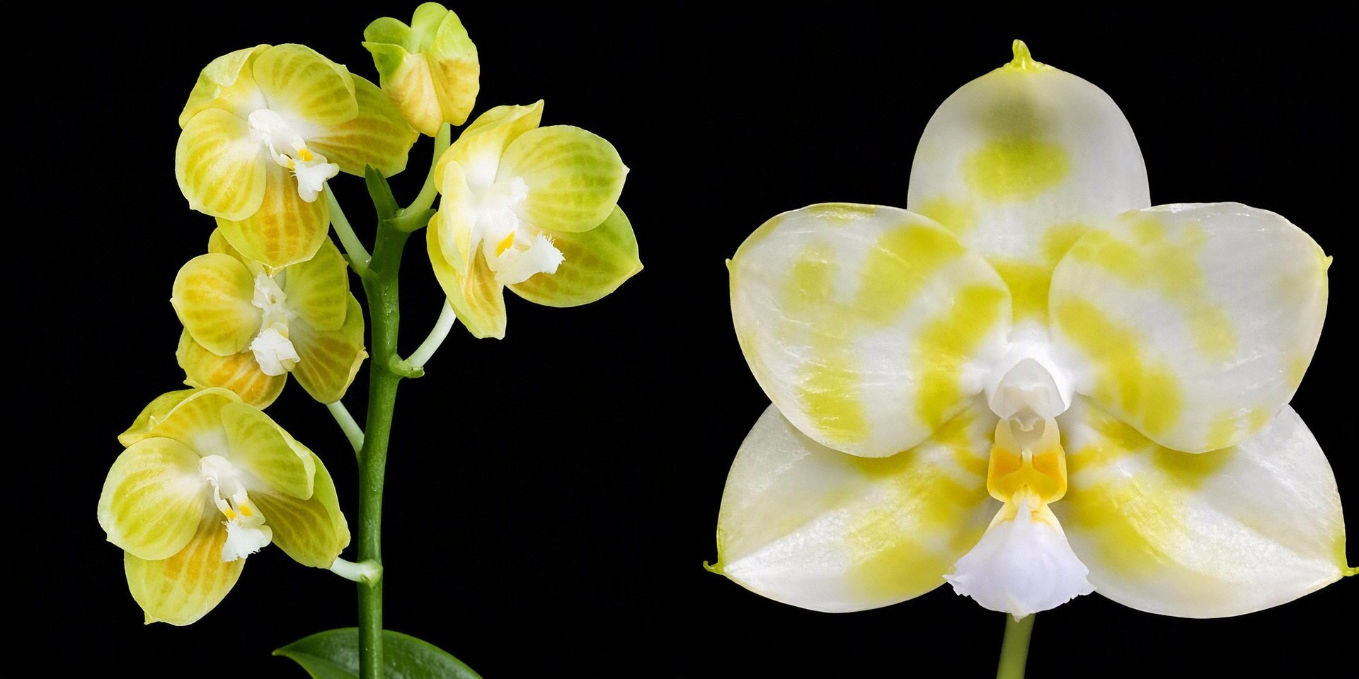 Phal.LD Java Canary (Green) x Phal.Mituo Golden Tiger (Green Tiger) 3