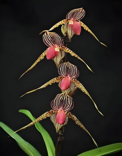 Paph. Lady Rothschild X Paph.godefroyae