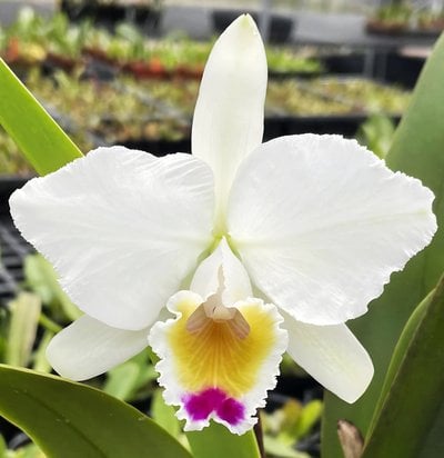 Cattleya quadricolor x sib (semi/alba x albescens)