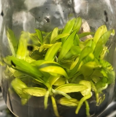 Haraella retrocalla (heavy variegated)