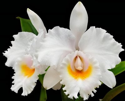 C.schroederae