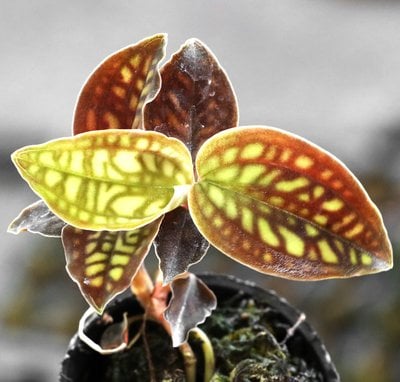 Cystorchis variegata
