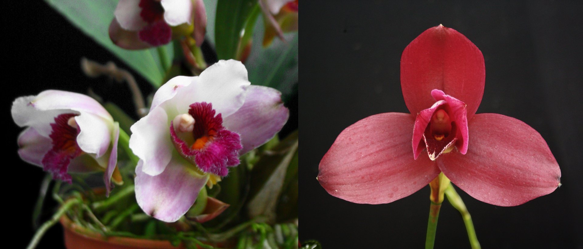 Bifrenaria tyrianthina x Lyc.Yi-Ying Sakura 'No 79 (Black)' 3