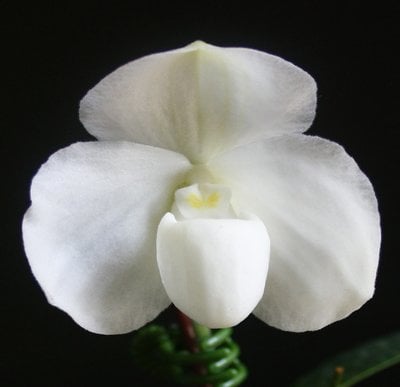 Paph.spicerianum"Red Pouch" x Paph.godefroyae.var.alba