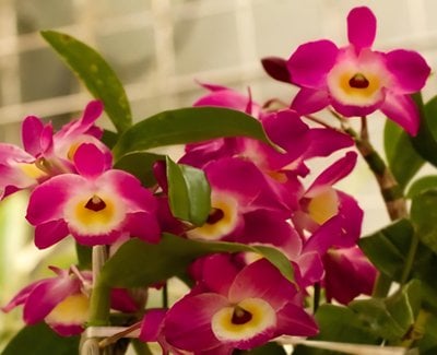 Den.Hamana Lake x Den.Pretty Red(Meri clone)