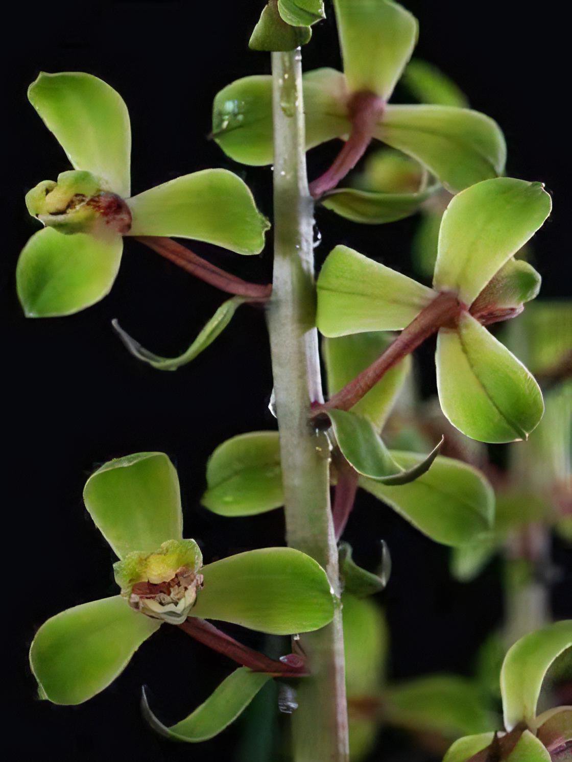 Cymbidium faberi"Chéng Méi" (MC) 2