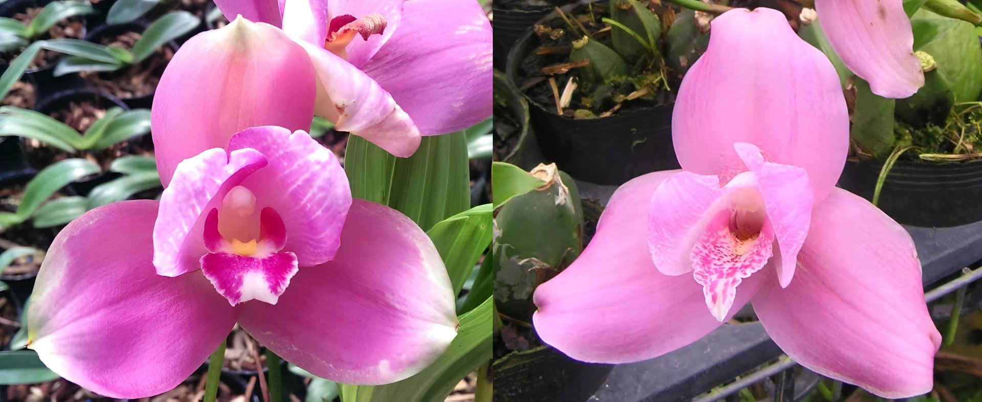 (Lyc.Gayser Gold x Shonan Harmony) x (Lyc. Shonsn Harmany x Lyc. Aubum) 3
