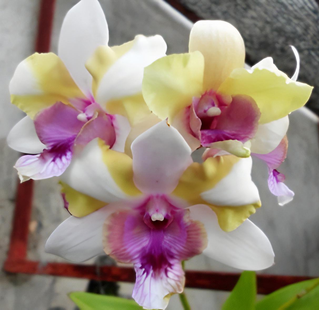Den.Nopporn Star Bright x Den.Liberty