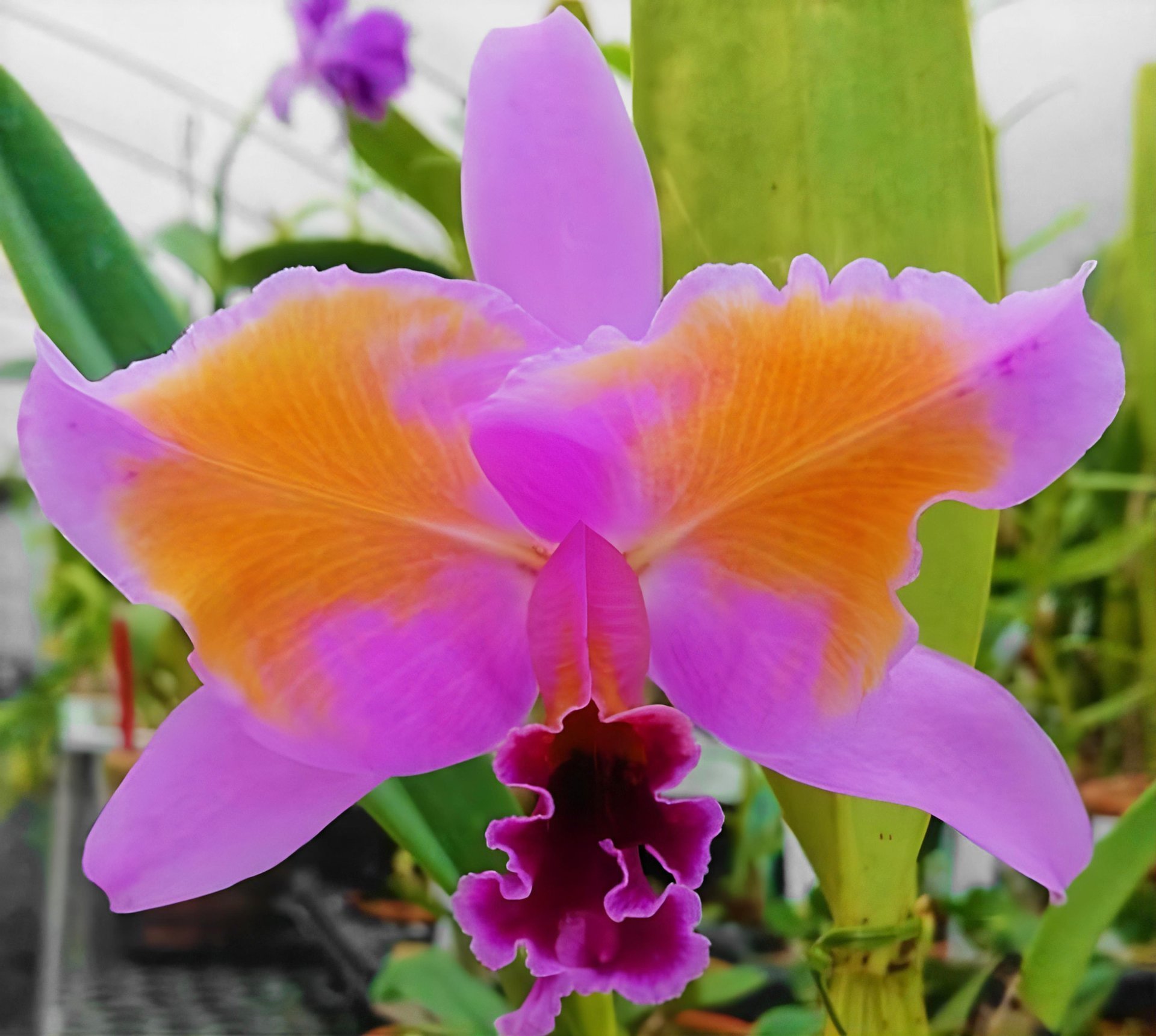 C.percivaliana fma .albescens x fma.pelorica 'Hercules' 2