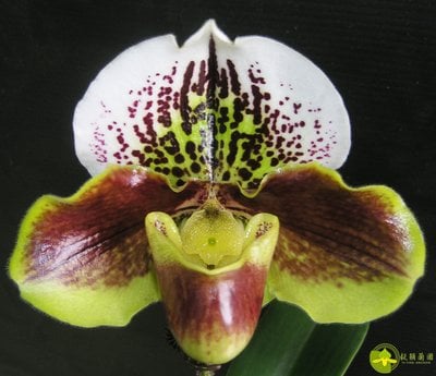 Paph.Enzan Kitty x Paph.Tree of Enzan