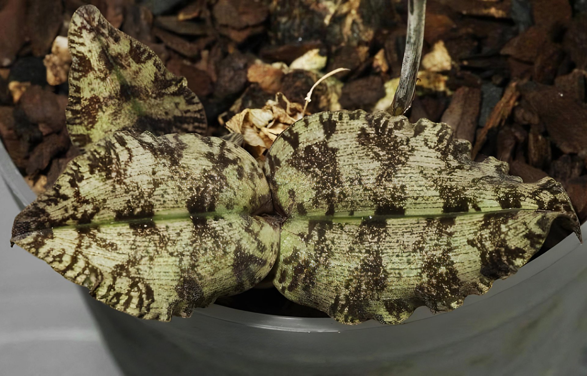 Oeceoclades roseovariegata