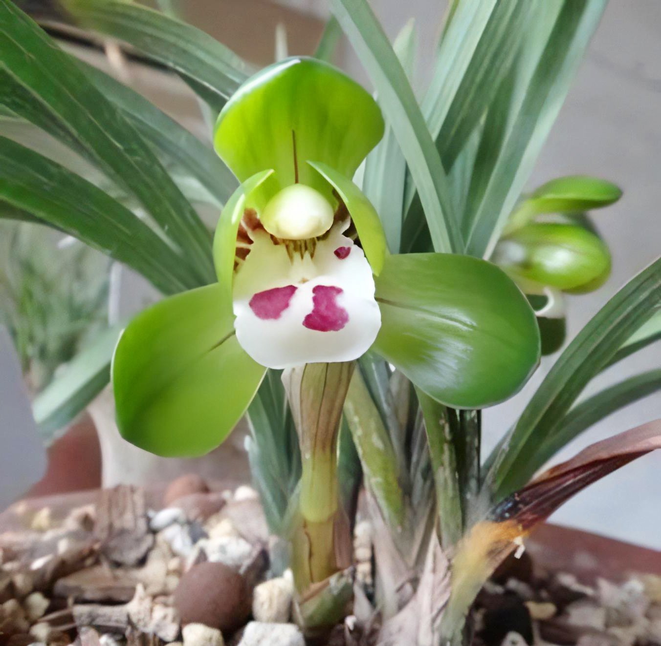 Cymbidium goeringii " Da Tuan Yuan"