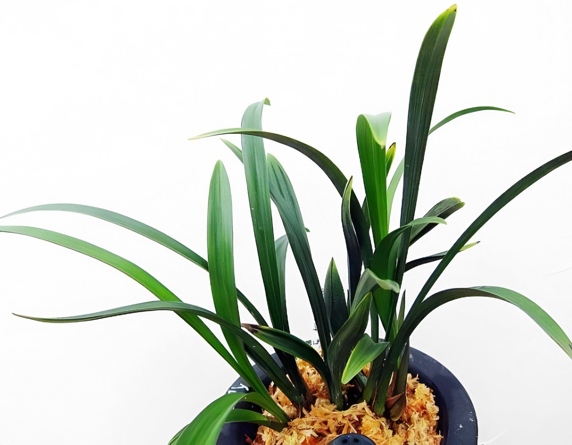 Cymbidium ensifolium "Chun Tao"