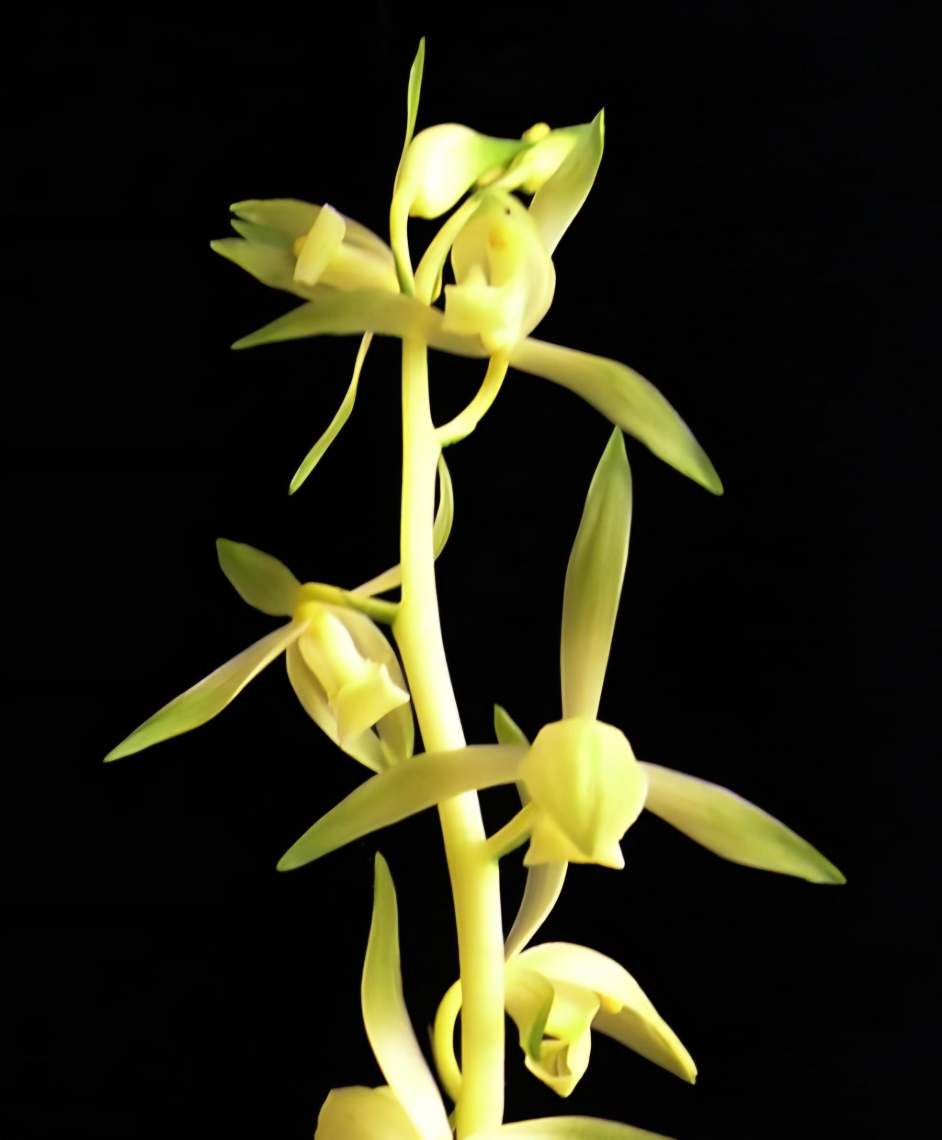 Cym.Yi-Ying Red Gem X Cymbidium sinense'Huang Fei'皇妃 2