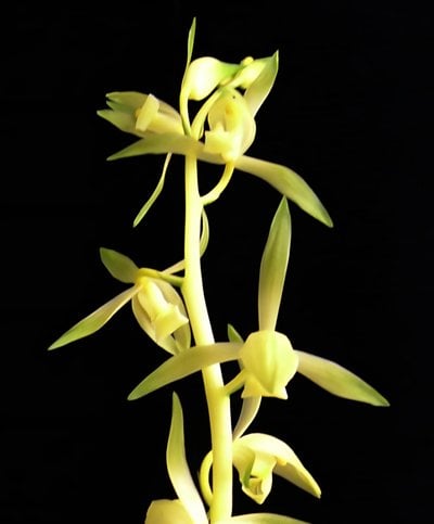 Cym.Yi-Ying Red Gem X Cymbidium sinense'Huang Fei'皇妃