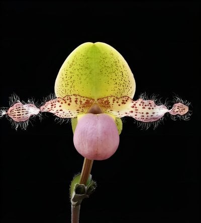 Paph. moquetteanum x sib