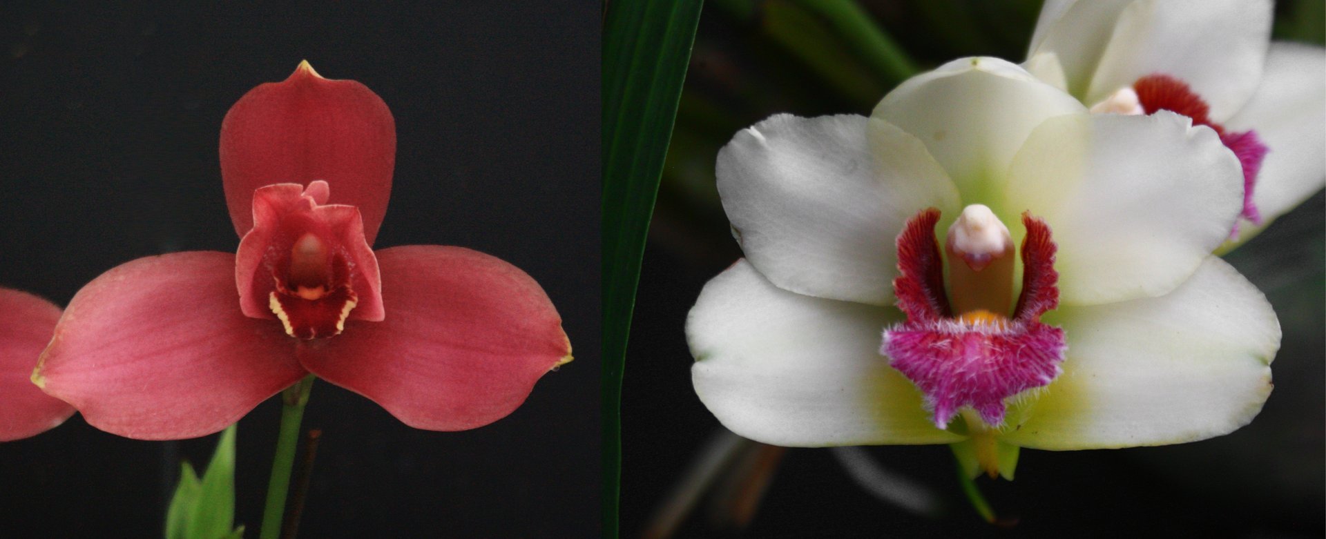 Lyc. Yi-Ying Sakura 'No 156' x Bifrenaria atropurpurea 3