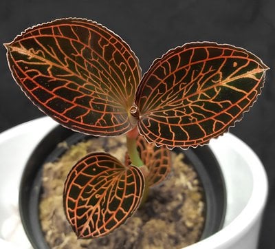 Anoectochilus albolineatus ‘Ladies best friend’
