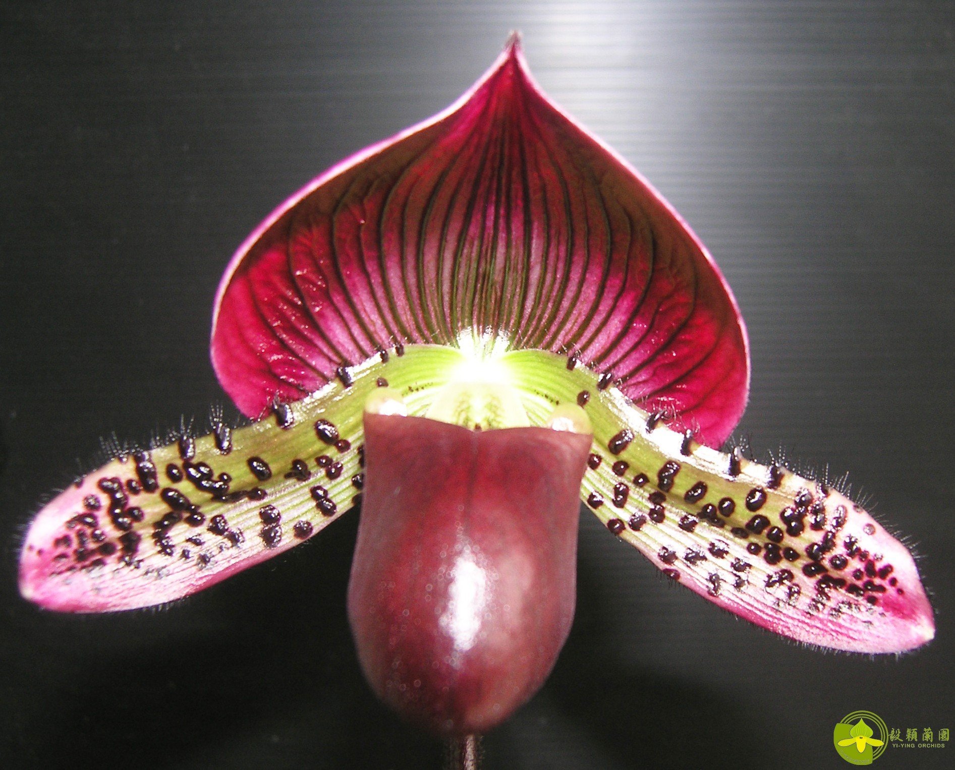 Paph.Yi-Ying Morning Sun x Paph.Enzan Kitty