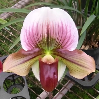 Paph.Yi-Ying Tricolor Crystal x Paph.Yi-Ying Fire Fox