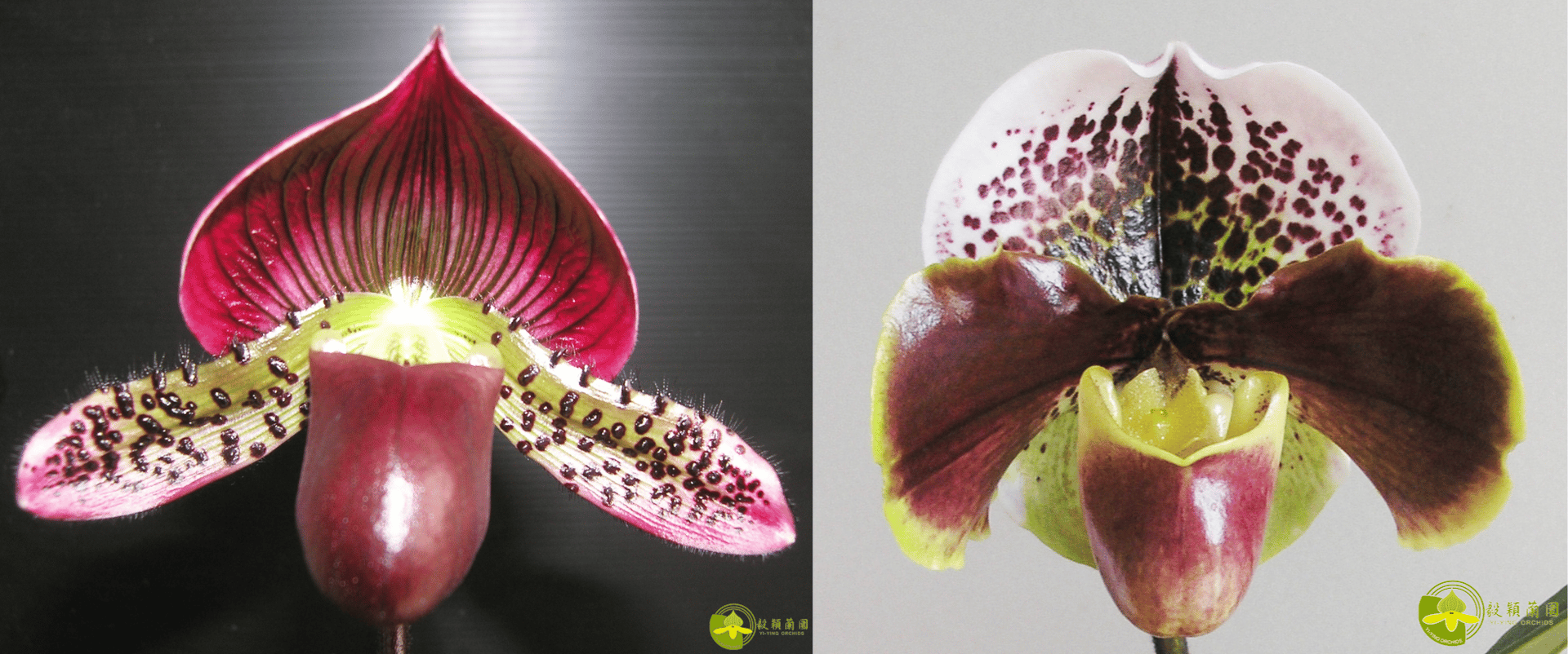 Paph.Yi-Ying Morning Sun x Paph.Enzan Kitty 3