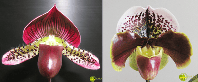 Paph.Yi-Ying Morning Sun x Paph.Enzan Kitty